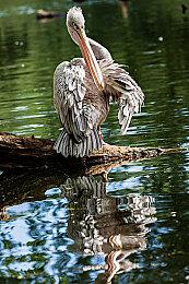 《符文工房：龙之天地》角色介绍影片：军装丽人“克拉丽丝”